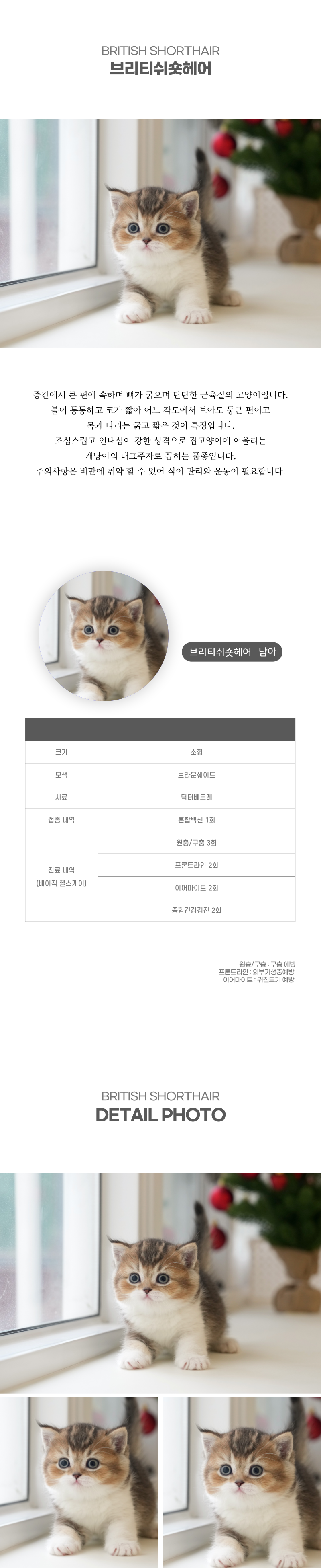 브리티쉬숏헤어_상세이미지_2